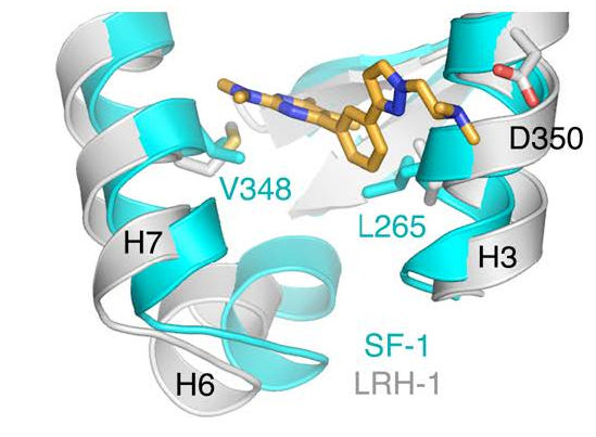 Small Molecule Bound to Protein