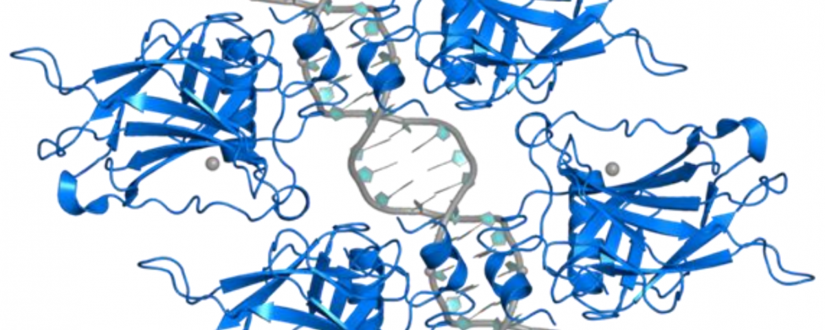 Intrinsically Disordered Protein