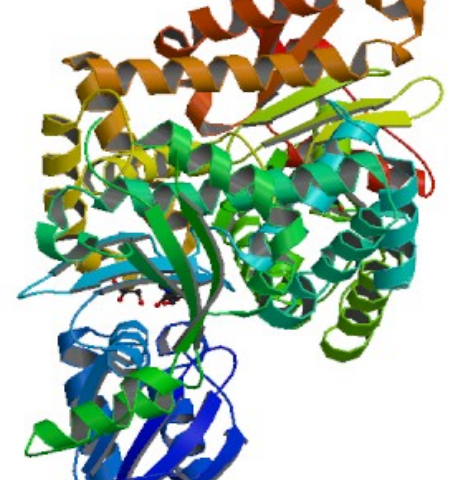 Enzyme Quaternary Structure