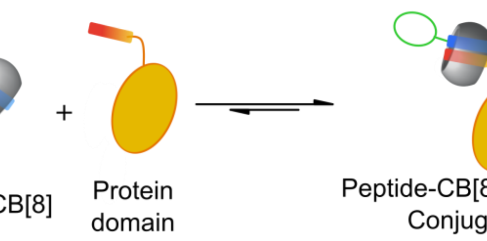 Protein-Peptide Complexes