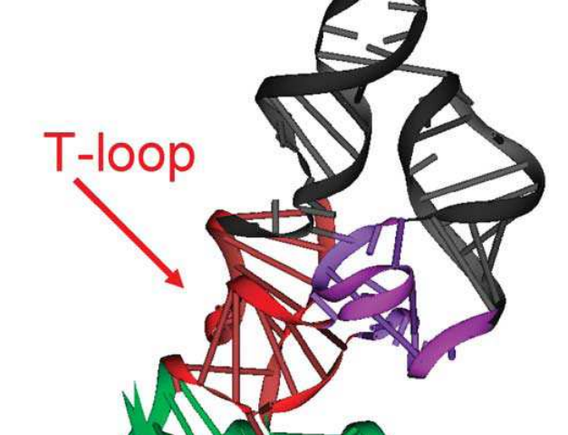RNA Folding
